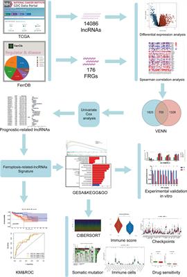 Identification and Validation of Ferroptosis-Related LncRNA Signatures as a Novel Prognostic Model for Colon Cancer